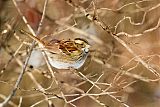 White-throated Sparrow