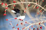 Dark-eyed Junco