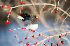 Dark-eyed Junco