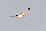 Northern Harrier