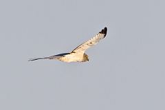 Northern Harrier