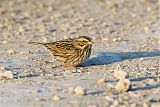 Savannah Sparrow