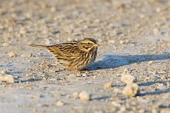 Savannah Sparrow