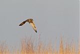 Short-eared Owlborder=