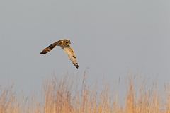 Short-eared Owl