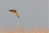 Short-eared Owl