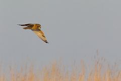 Short-eared Owl