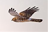 Northern Harrier