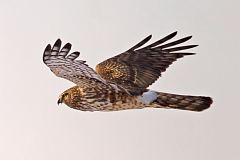 Northern Harrier