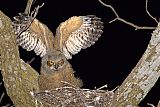Great Horned Owlborder=