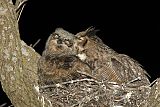 Great Horned Owlborder=