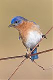 Eastern Bluebirdborder=