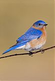 Eastern Bluebirdborder=