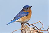 Eastern Bluebirdborder=