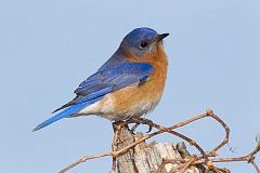 Eastern Bluebird