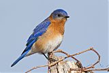 Eastern Bluebirdborder=