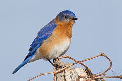 Eastern Bluebird