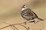 White-crowned Sparrowborder=