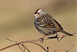 White-crowned Sparrow