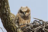 Great Horned Owl