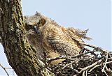 Great Horned Owlborder=