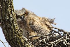 Great Horned Owl