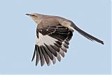 Northern Mockingbirdborder=