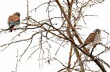 American Kestrel