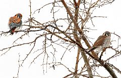 American Kestrel