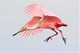 Roseate Spoonbill