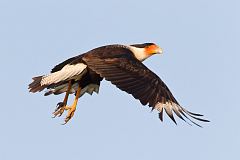 Crested Caracara