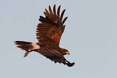 Harris's Hawk