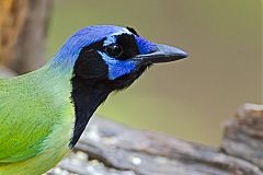 Green Jay