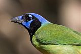 Green Jay