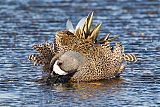 Blue-winged Teal