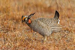 Lesser Prairie-Chicken