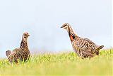 Greater Prairie-Chicken