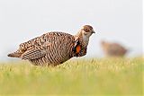 Greater Prairie-Chickenborder=