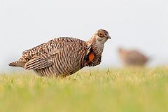 Greater Prairie-Chicken