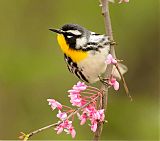 Yellow-throated Warbler