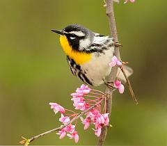 Yellow-throated Warbler