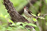 Louisiana Waterthrush