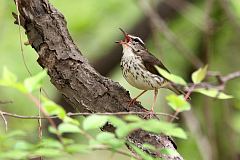 Louisiana Waterthrush