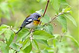 Northern Parula