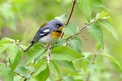 Northern Parula