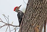 Pileated Woodpecker