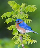 Eastern Bluebirdborder=