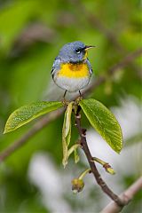 Northern Parula