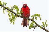 Northern Cardinal