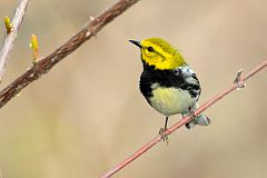 Black-throated Green Warbler